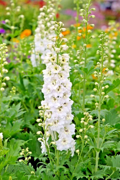 Дельфініум високий `Меджік Фонтейн Пур Вайт` | Delphinium Magic Fountains Pure White | Дельфиниум высокий `Мэджик Фонтейн Пур Вайт`